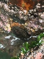 Acanthopleura echinata