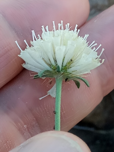 Caprifoliaceae image