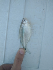 Giant Mini Tetra photo 5
