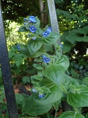 Pentaglottis sempervirens