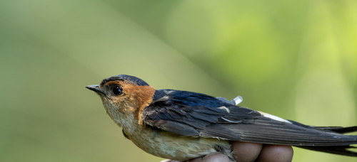 Hirondelle rousseline
