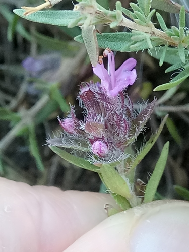 Image of Thymus numidicus by (c) Karim Haddad, some rights reserved (CC BY)