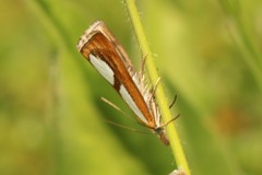 Catoptria conchella