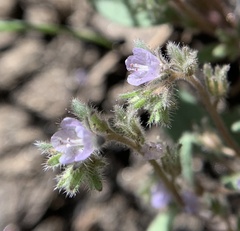 Phacelia austromontana