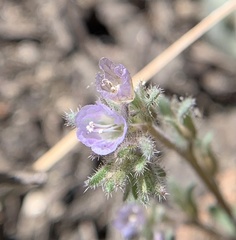 Phacelia austromontana
