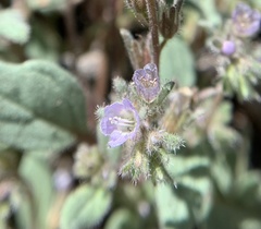 Phacelia austromontana
