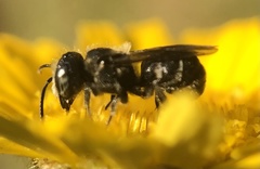 Osmiini