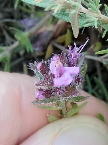 Image of Numidian Thyme (Thymus numidicus) by (c) Karim Haddad, some rights reserved (CC BY)