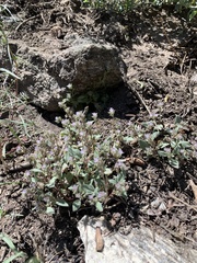 Phacelia austromontana