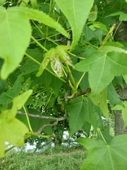 Phyllocnistis liquidambarisella