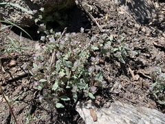 Phacelia austromontana