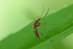 Aedes canadensis