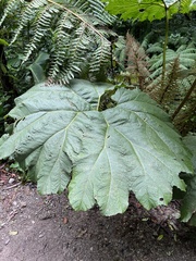 Gunnera insignis