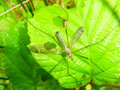 Tipula luna