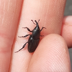 Sphenophorus striatopunctatus