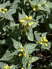Lamium galeobdolon flavidum