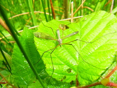 Tipula luna
