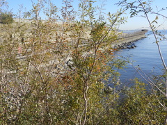 Phyllanthus sellowianus