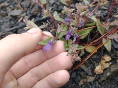 Collinsia greenei