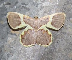 Opisthoxia asopis