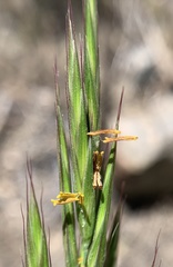 Bromus grandis