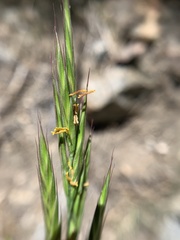 Bromus grandis