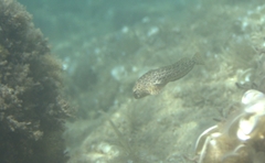 Parablennius sanguinolentus