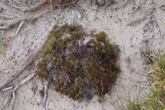 Limonium scabrum scabrum