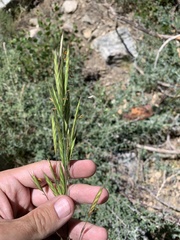 Bromus grandis