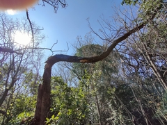 Fomitiporia punctata