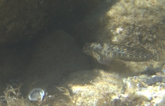 Parablennius sanguinolentus
