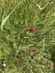 Lathyrus nissolia