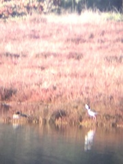 Himantopus mexicanus
