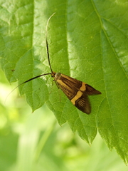 Nemophora degeerella