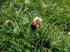 Bombus