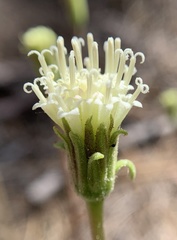 Chaenactis santolinoides