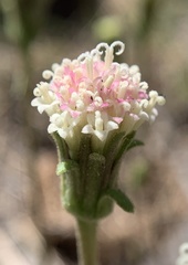 Chaenactis santolinoides