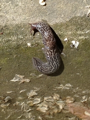 Limax maximus