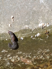 Limax maximus