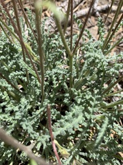 Chaenactis santolinoides