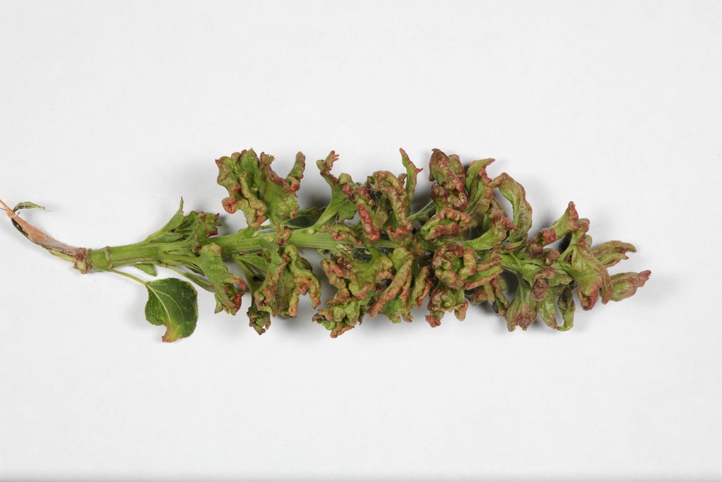 Aspen leafgall mite