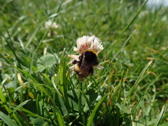 Bombus