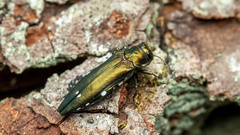 Agrilus biguttatus