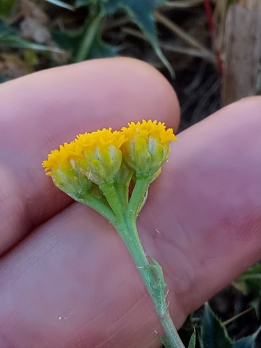 Image of Lonas annua by (c) Karim Haddad, some rights reserved (CC BY)