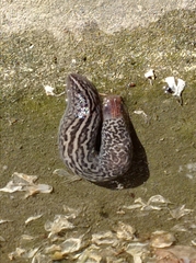 Limax maximus