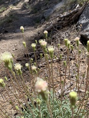Chaenactis santolinoides