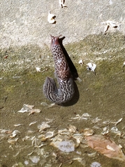 Limax maximus