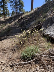 Chaenactis santolinoides