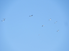 Chroicocephalus cirrocephalus