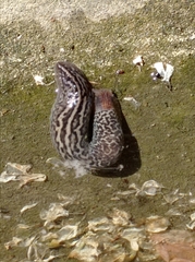 Limax maximus